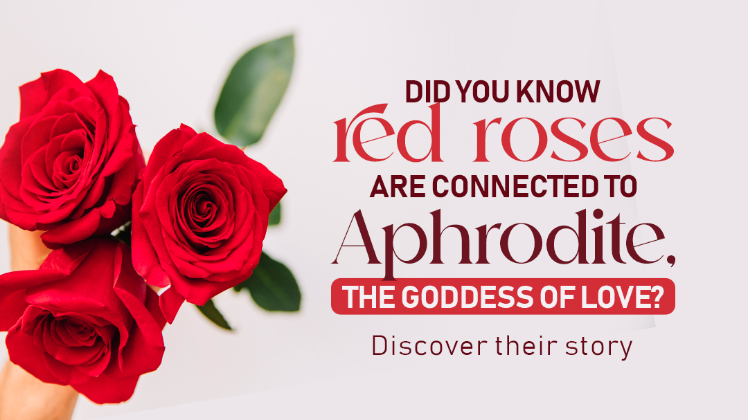 Did you know that red roses are related to Aphrodite, the goddess of love?