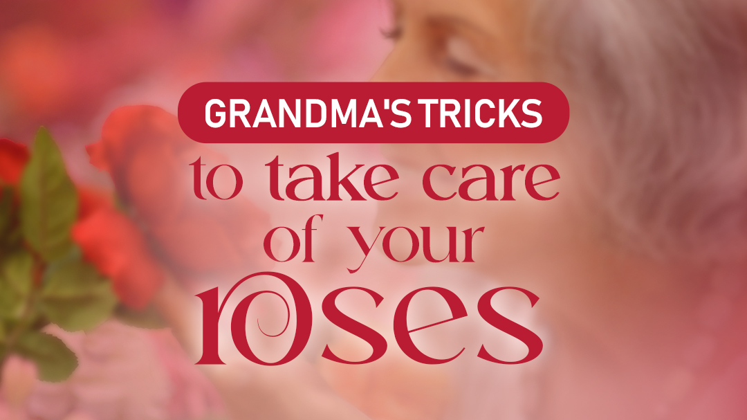 Grandma’s tricks to take care of your roses